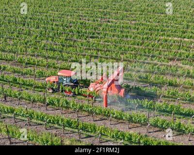 Landtraktor Spritzen Pestizide und Insektizide Herbizide über grünen Weinberg Feld. Stockfoto