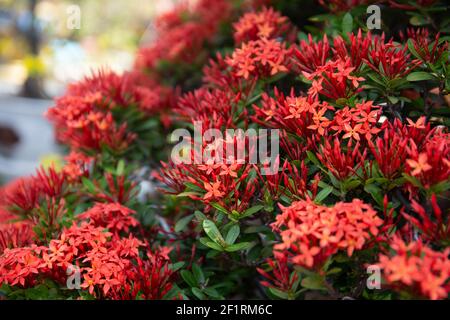 Eine Nahaufnahme von schönen roten Ixora Blumen in einem Garten Stockfoto