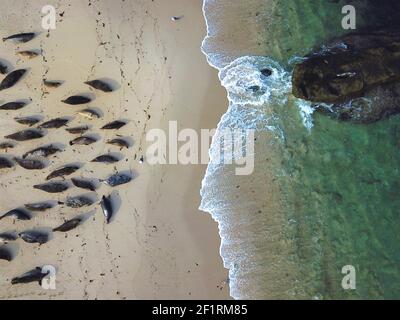 Seelöwen und Robben, die in einer Bucht unter der Sonne in La Jolla, San Diego, Kalifornien, nippen. Stockfoto