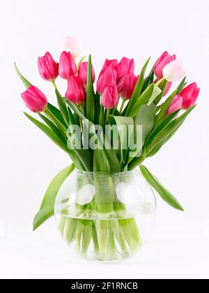 Ein Bündel von roten und rosa Tulpen isoliert in einem Glasvase Stockfoto