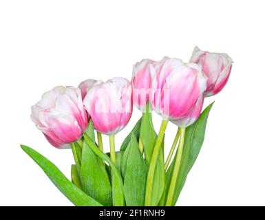 Bouquet von rosa mit weißen Frühling Tulpe Blumen schließen auf weißem Hintergrund isoliert. Festliche Blumenzusammensetzung für den Tag der Frau, Muttertag Urlaub Stockfoto