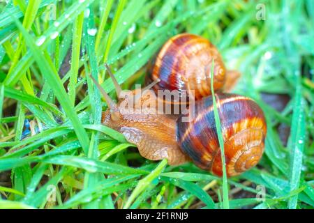 Zwei große Traubenschnecken krabbeln nach dem Regen im nassen Gras. Gartenschädlinge. Stockfoto