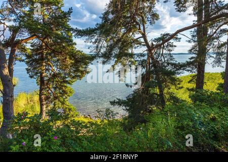 Schöne Landschaft Blick auf die Ostsee durch Pinien. Seeufer mit grünen Bäumen und Pflanzen, die sich in spiegelnden Wasserflächen spiegeln. Schweden. Stockfoto