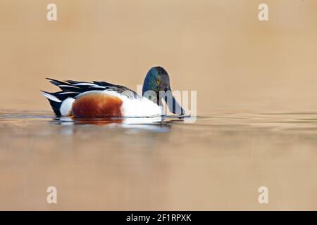 Ein männlicher nördlicher Schaufler (Spatula clypeata) Schwimmen an einem sonnigen Tag in einem See in Deutschland Stockfoto