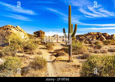 Das Bild zeigt einen Pfad, der zu Felsbrocken und vorbei führt Ein wunderschöner saguaro Kaktus in der Wüste Stockfoto