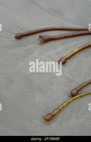 Bull Kelp, Florencia Beach, Pacific Rim National Park Stockfoto