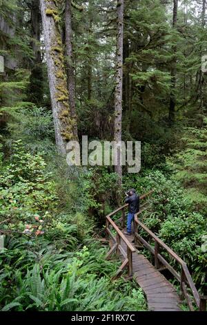 Mann fotografiert alte Bäume, Rain Forest Trail, Pacific Rim National Park Stockfoto