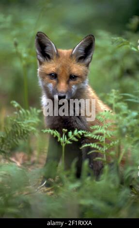 Wild Fox Cub (Vulpes vulpes) sitzt in Braken auf Waldboden. Hemsted Forest in der Nähe von Cranbrooke Kent. Juni 1998. Stockfoto