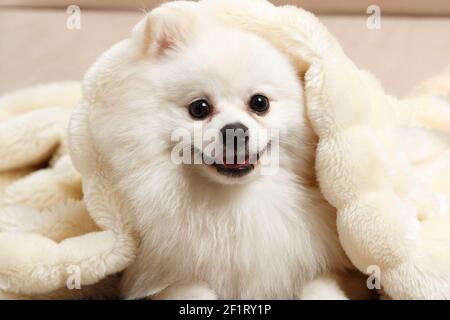 Nahaufnahme eines niedlichen weißen pommerschen spitz unter einer flauschigen Decke. Stockfoto