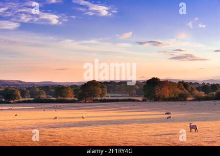 Schafe grasen auf Gras in Abendsonne in einem großen Feld unter den South Downs in West Sussex, England. Stockfoto