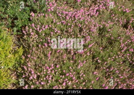 Frühling blühend Evergreen Pink Heather (Erica cornea 'Myretoun Ruby') wächst in einem Steingarten in Rural Devon, England, Großbritannien Stockfoto