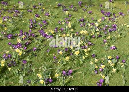 Grüne Graswiese voller Frühling blühender Purple Crocus und leuchtend gelbe Narzissen (Narcissus), die in Rural Devon, England, Großbritannien, wachsen Stockfoto