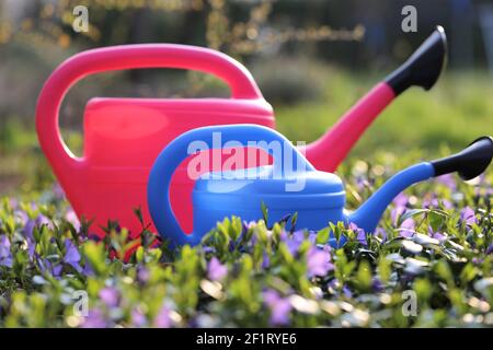 Blumenzucht . Blumen, rosa und blau Gießkanne. Frühlingsblumen. Gartenarbeit im Frühling. Pflanzen und Bewässern von Blumen Stockfoto