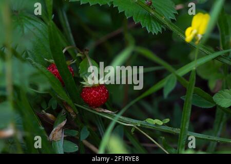 Wilde Erdbeere wächst auf der Wiese aus nächster Nähe. Gesunde und leckere rote Beere im Wald, landwirtschaftliches Konzept. Mit geringer Schärfentiefe. Stockfoto