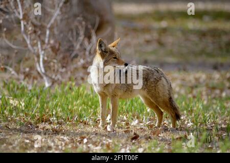 Einbeinige Kojote (Canis latrans), die im Gras stehen. Scotty's Castle, Death Valley, Kalifornien Stockfoto