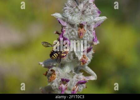 Europäische Wollschnitzelbiene (Anthidium manicatum) Familie Megachilidae, die Blätterbienen oder Maurerbienen auf Blüten von Lammohr oder Wollhedgenettle. Stockfoto