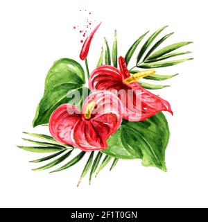 Tropisches Sommerbukett mit Palmblättern und Anthurium-Blüten. Aquarell handgezeichnete Illustration isoliert auf weißem Hintergrund Stockfoto