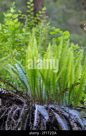 WESTERN Sword Farn (Polystichum munitum), Carmanah Walbran Provincial Park, British Columbia, Kanada Stockfoto