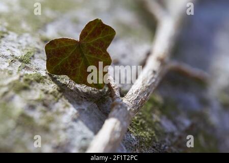 Einzelnes Efeu-Blatt (hedera Helix) auf einer Baumrinde. Nahaufnahme, Ansicht oben. Stockfoto