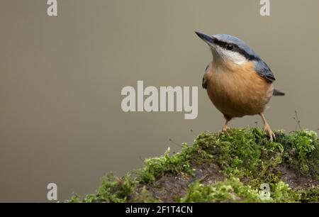 Eurasischer Nuthatch auf moosbedecktem Baumstamm. Stockfoto