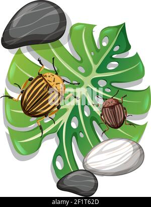 Draufsicht auf Insekt auf Monstera Blatt isolierte Illustration Stock Vektor