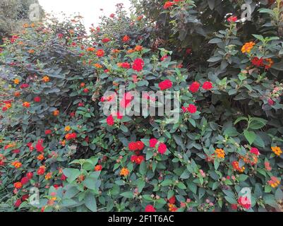 Schöne rote und gelbe lantana blüht in einem Garten Stockfoto