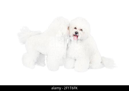 Zwei niedliche Bichon Frise Hunde posieren auf weißem Hintergrund. Ein Hund flüstert einem anderen ins Ohr. Kreatives romantisches Konzept. Stockfoto