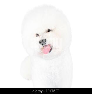 Vorderansicht eines niedlichen Bichon-Frise-Hundes auf weißem Hintergrund mit leicht geneigtem Kopf, offenem Mund und einer klebenden Zunge. Stockfoto