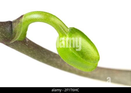 Extreme Nahaufnahme einer Orchideenknospe auf einem Stamm isoliert Auf Weiß Stockfoto