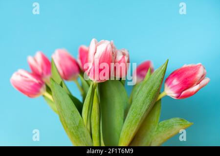 Symmetrische Nahaufnahme eines Bouquets von rosa Tulpen verteilt Gegen eine durchgehende hellblaue Tapete Stockfoto