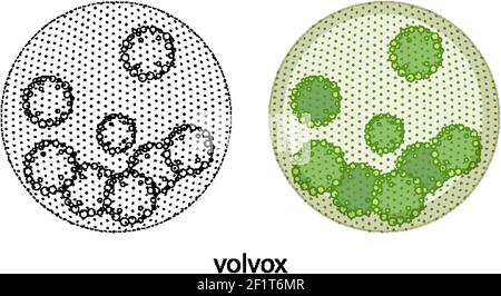 Volvox in Farbe und Doodle auf weißem Hintergrund Illustration Stock Vektor