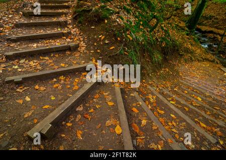 Treppe im Wald mit Holz gemacht. Ökologiecal Treppe im Wald. Gefallene Blätter auf dem Boden. Stockfoto
