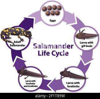 Abbildung des Salamander Lebenszyklus-Diagramms Stock Vektor