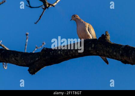 Eine Trauertaube (Zenaida macroura), die auf einem Ast vor blauem Himmel steht. Es blickt von dem dicken Holz herunter, auf dem es thront. Ein gewöhnlicher Wildvogel in Stockfoto