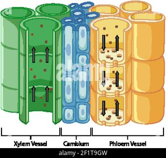 Abbildung des Gefäßgewebssystems in Pflanzen Stock Vektor
