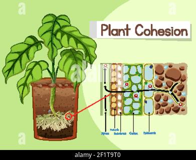 Diagramm mit Darstellung der Pflanzenkohäsion Stock Vektor
