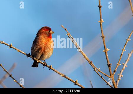 Ein erwachsener männlicher Hausfink (Haemorhous mexicanus), der im Winter auf einem blattlosen Zweig eines Strauches steht. Männchen haben einzigartige rote Färbung im Bauch, Brust A Stockfoto