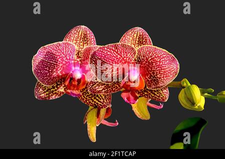 Blühende Cluster von Phalaenopsis Orchideen auch bekannt als Moth Orchideen Stockfoto