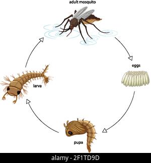 Diagramm zeigt Mückenlebenszyklus auf weißem Hintergrund Illustration Stock Vektor