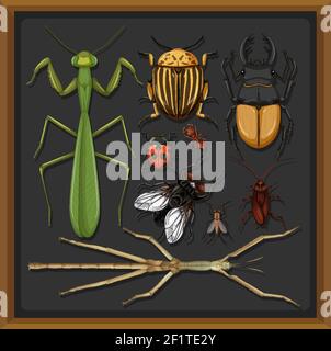 Set von verschiedenen Insekten in Holzrahmen Hintergrund Illustration Stock Vektor