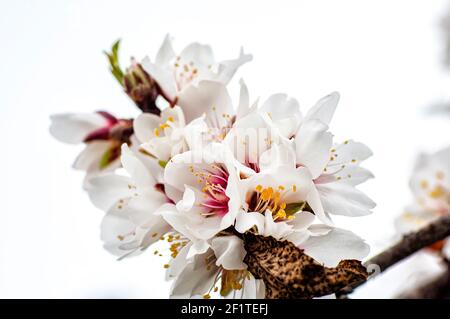 Mandelblüte fotografiert in Sardinien, blühte Mandelbaum und Mandelblüte Zweige Stockfoto