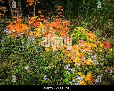 Nahaufnahme von jungen Ahorntriebe unter anderen Pflanzen und Blumen in Kanada Stockfoto