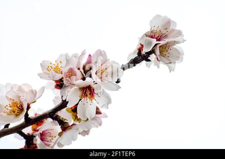 Mandelblüte fotografiert in Sardinien, blühte Mandelbaum und Mandelblüte Zweige Stockfoto