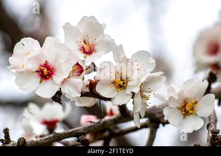 Mandelblüte fotografiert in Sardinien, blühte Mandelbaum und Mandelblüte Zweige Stockfoto