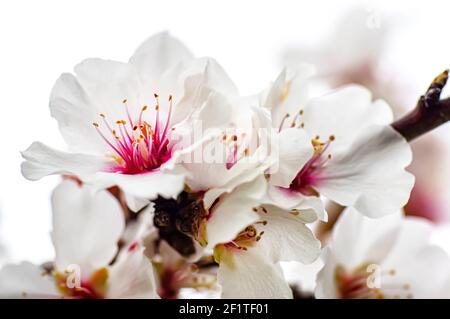 Mandelblüte fotografiert in Sardinien, blühte Mandelbaum und Mandelblüte Zweige Stockfoto