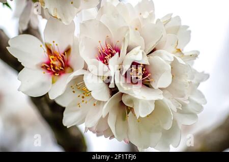 Mandelblüte fotografiert in Sardinien, blühte Mandelbaum und Mandelblüte Zweige Stockfoto