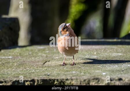 Ein männlicher Buchfink (Fringilla coelebs) steht im Wintersonnenlicht auf der flachen Spitze einer Steinwand und schaut quizisch auf (England, UK) Stockfoto