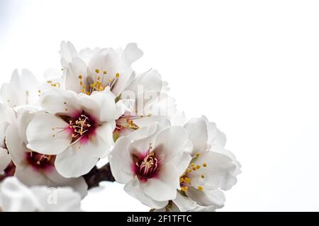 Mandelblüte fotografiert in Sardinien, blühte Mandelbaum und Mandelblüte Zweige Stockfoto