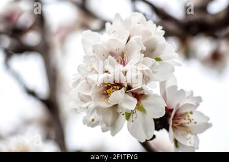 Mandelblüte fotografiert in Sardinien, blühte Mandelbaum und Mandelblüte Zweige Stockfoto