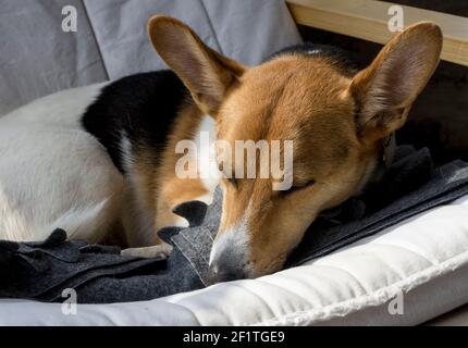 Ein kleiner Hund, ein Jack Russell / Corgi Kreuz (Cojack) schläft in einem Ikea Poang Stuhl Stockfoto